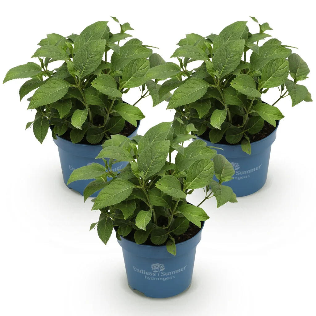 Hortensie 'Endless Summer' Farbmix 3er-Set (Hydrangea) – winterharter Blütenstrauch, Topf-Ø 14 cm, Höhe ca. 20–25 cm