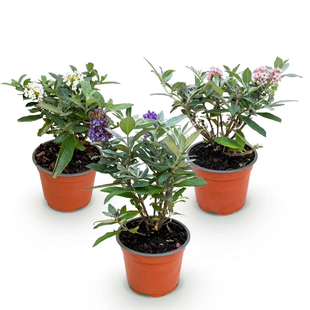 Sommerflieder (Buddleja davidii) – winterharter Blütenstrauch, Höhe ca. 12 cm