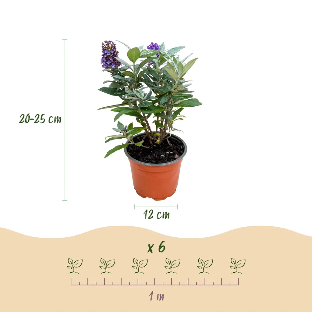 Sommerflieder (Buddleja davidii) – winterharter Blütenstrauch, Höhe ca. 12 cm