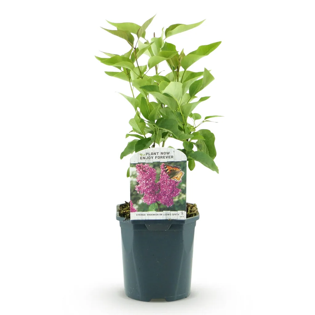 Edelflieder 'Ludwig Spath' (Syringa vulgaris) – winterharter Blütenstrauch, Topf-Ø 17 cm, Höhe ca. 45 cm