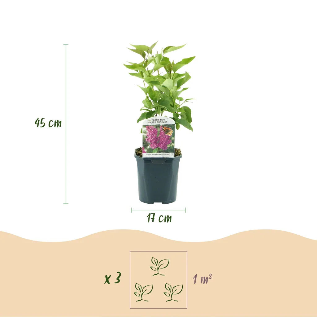 Edelflieder 'Ludwig Spath' (Syringa vulgaris) – winterharter Blütenstrauch, Topf-Ø 17 cm, Höhe ca. 45 cm