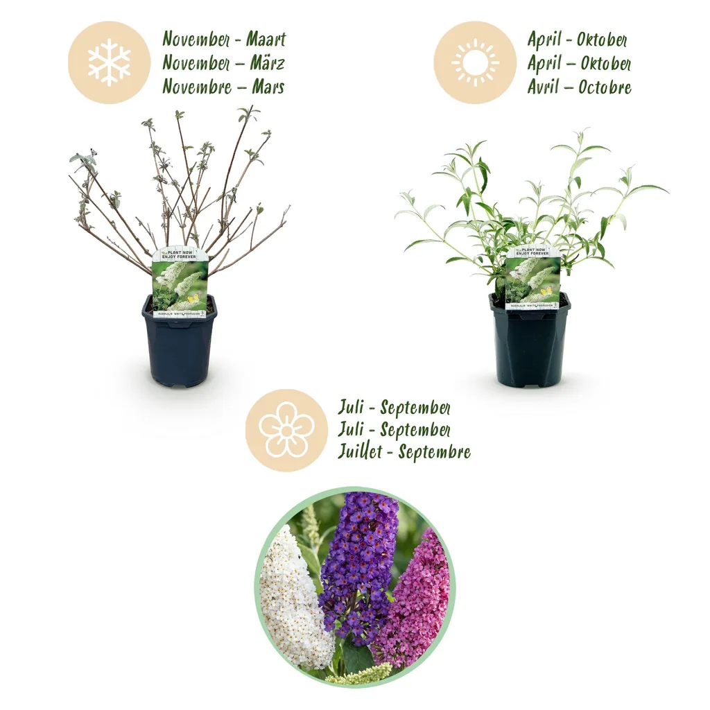 Schmetterlingsstrauch (Buddleja davidii) – winterharter Schmetterlingsstrauch, Höhe ca. 17 cm
