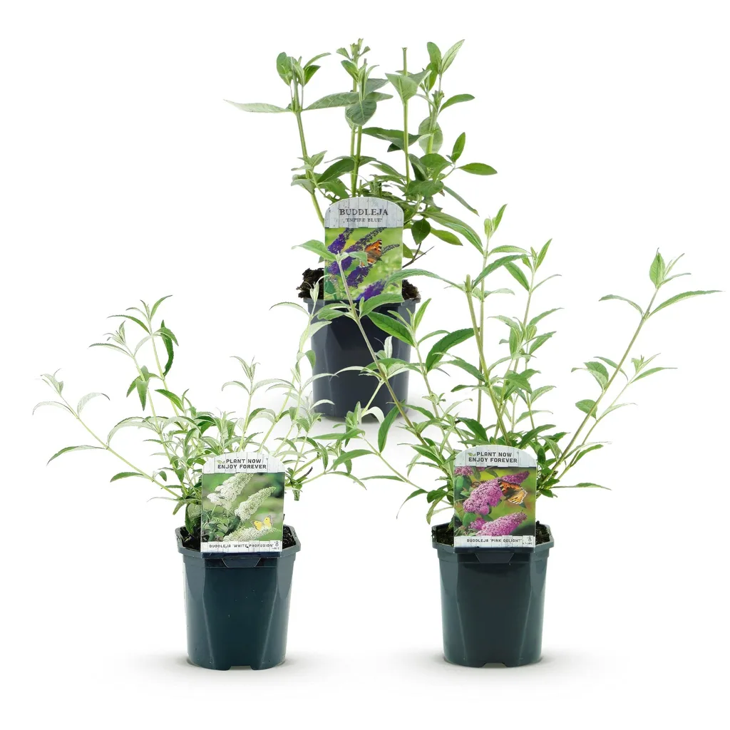 Schmetterlingsstrauch (Buddleja davidii) – winterharter Schmetterlingsstrauch, Höhe ca. 17 cm