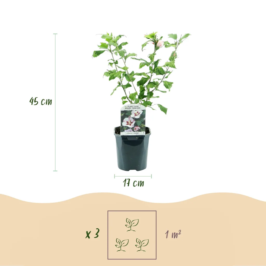 Garteneibisch 'Hamabo' 3er-Set (Hibiscus syriacus) – winterharter Blütenstrauch, Topf-Ø 17 cm, Höhe ca. 45 cm