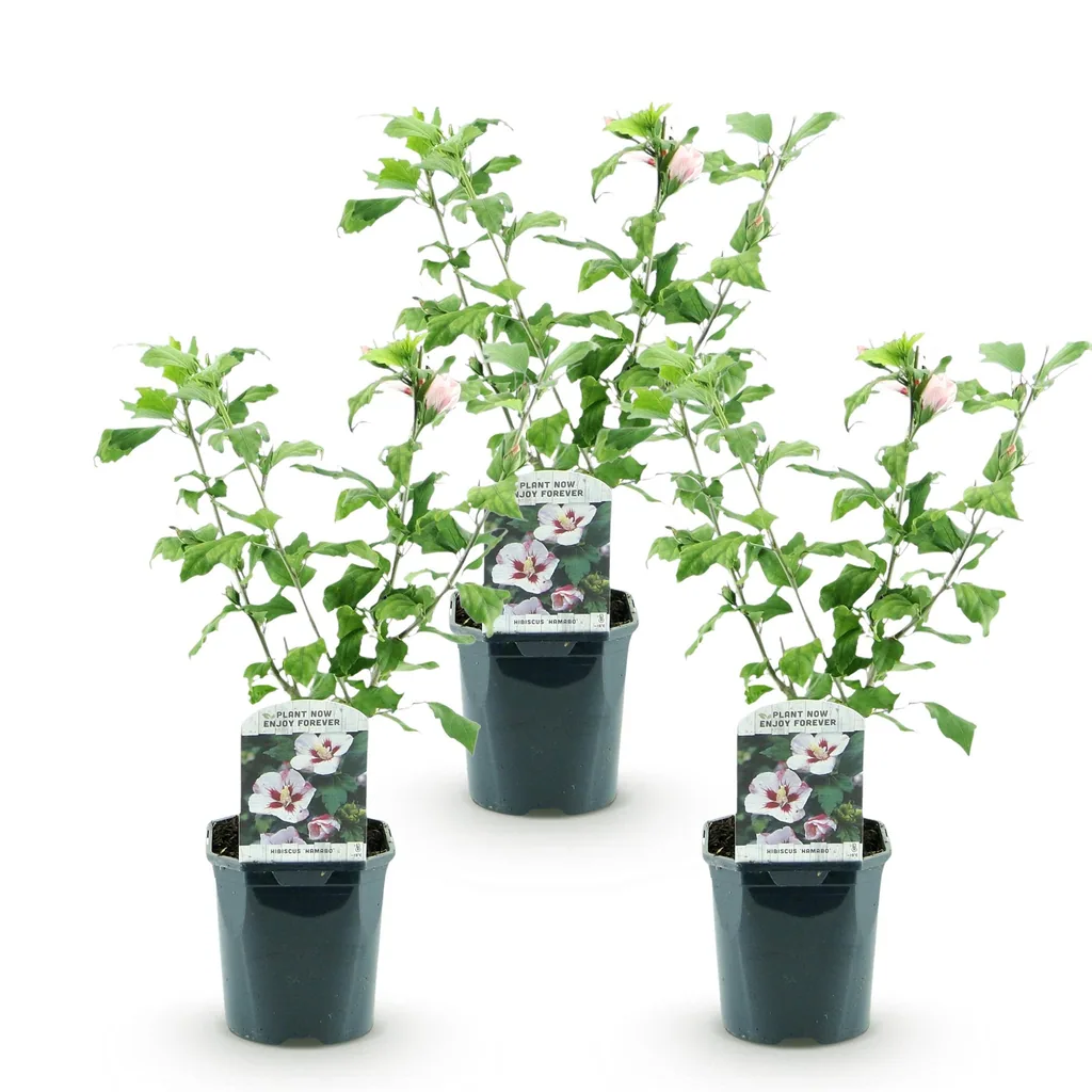 Garteneibisch 'Hamabo' 3er-Set (Hibiscus syriacus) – winterharter Blütenstrauch, Topf-Ø 17 cm, Höhe ca. 45 cm