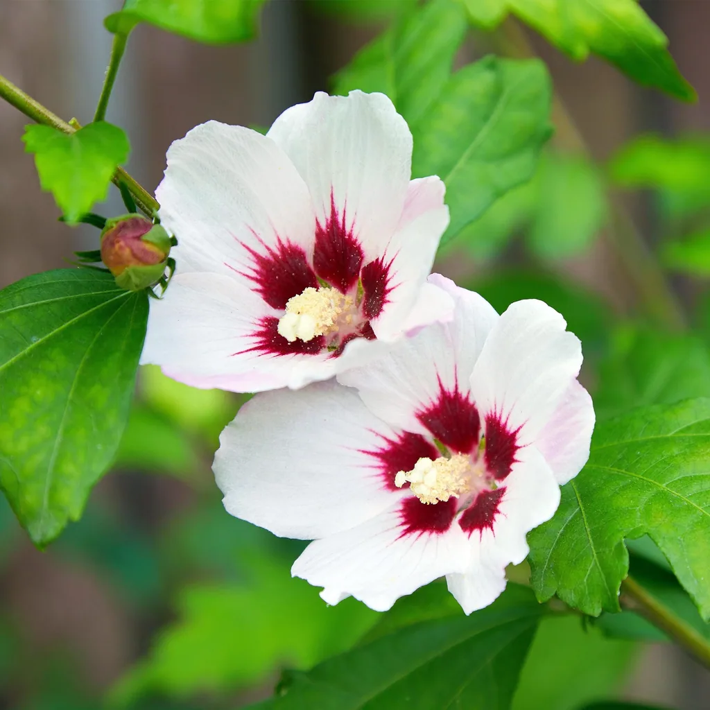 Garteneibisch 'Hamabo' 3er-Set (Hibiscus syriacus) – winterharter Blütenstrauch, Topf-Ø 17 cm, Höhe ca. 45 cm