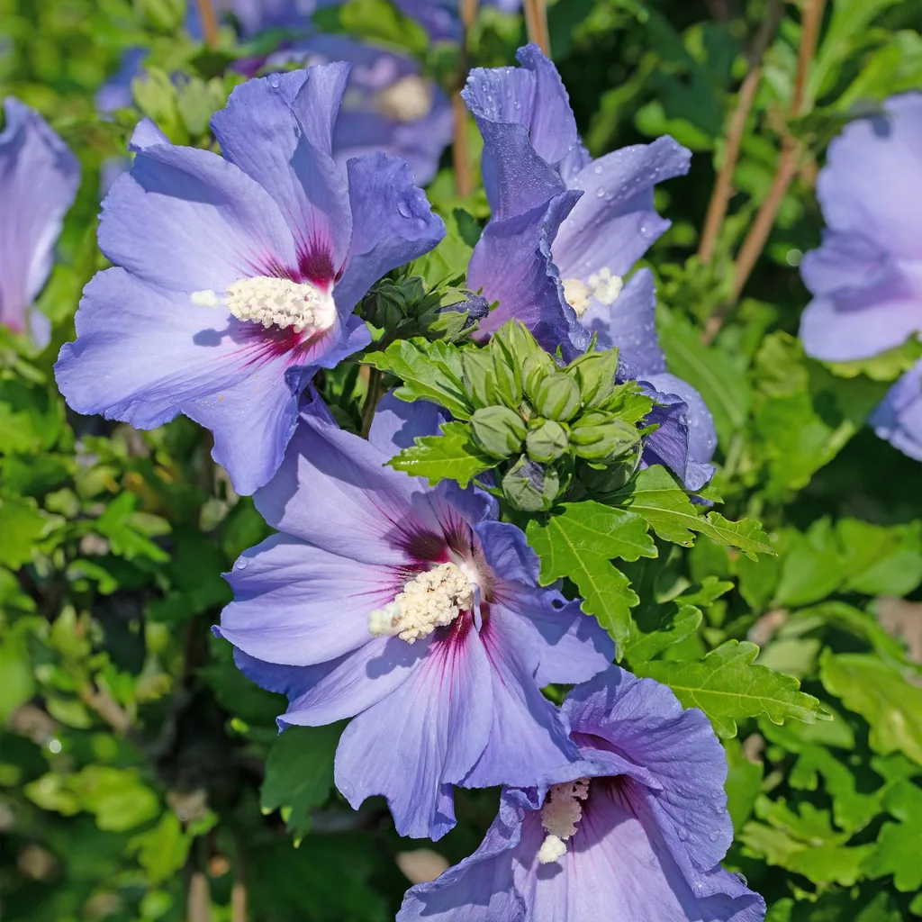Garteneibisch 'Oiseau Bleu' blau 3er-Set (Hibiscus syriacus) – winterharter Blütenstrauch, Topf-Ø 17 cm, Höhe ca. 45 cm