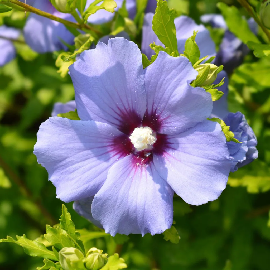 Garteneibisch 'Oiseau Bleu' blau 3er-Set (Hibiscus syriacus) – winterharter Blütenstrauch, Topf-Ø 17 cm, Höhe ca. 45 cm