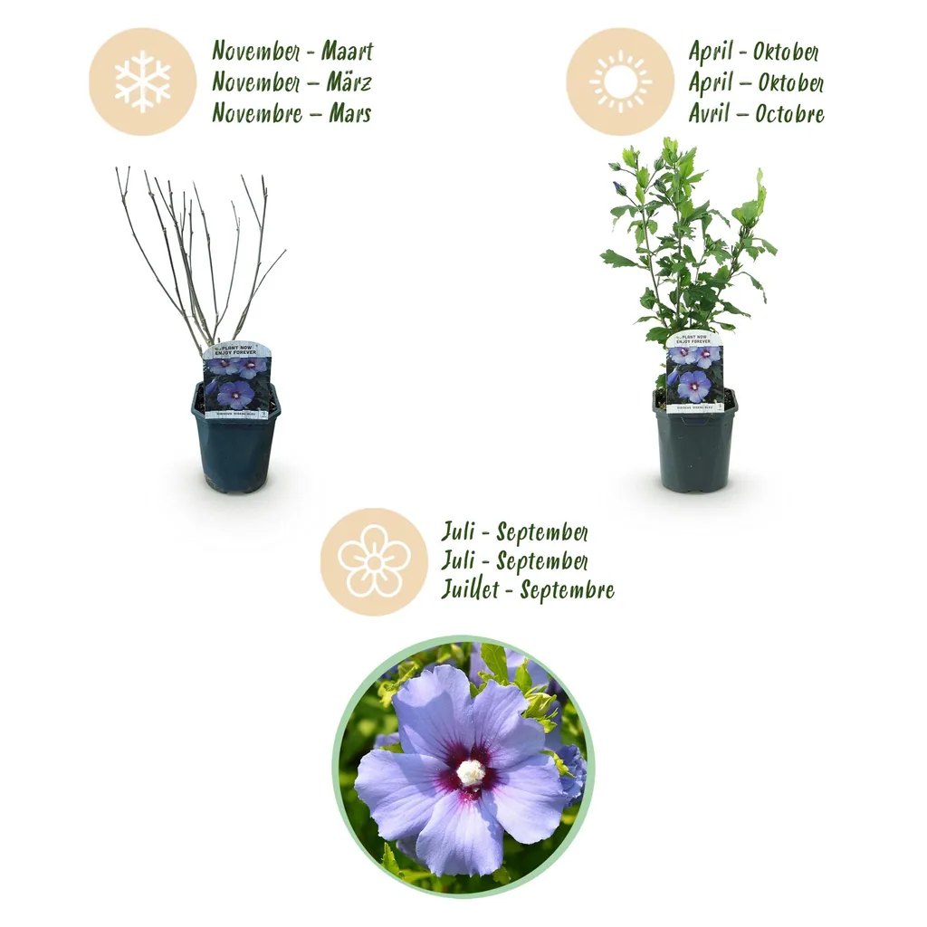 Garteneibisch 'Oiseau Bleu' blau 3er-Set (Hibiscus syriacus) – winterharter Blütenstrauch, Topf-Ø 17 cm, Höhe ca. 45 cm