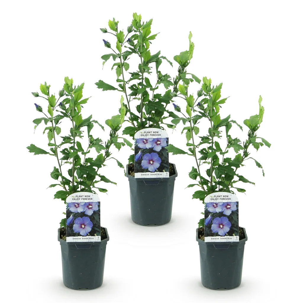 Garteneibisch 'Oiseau Bleu' blau 3er-Set (Hibiscus syriacus) – winterharter Blütenstrauch, Topf-Ø 17 cm, Höhe ca. 45 cm