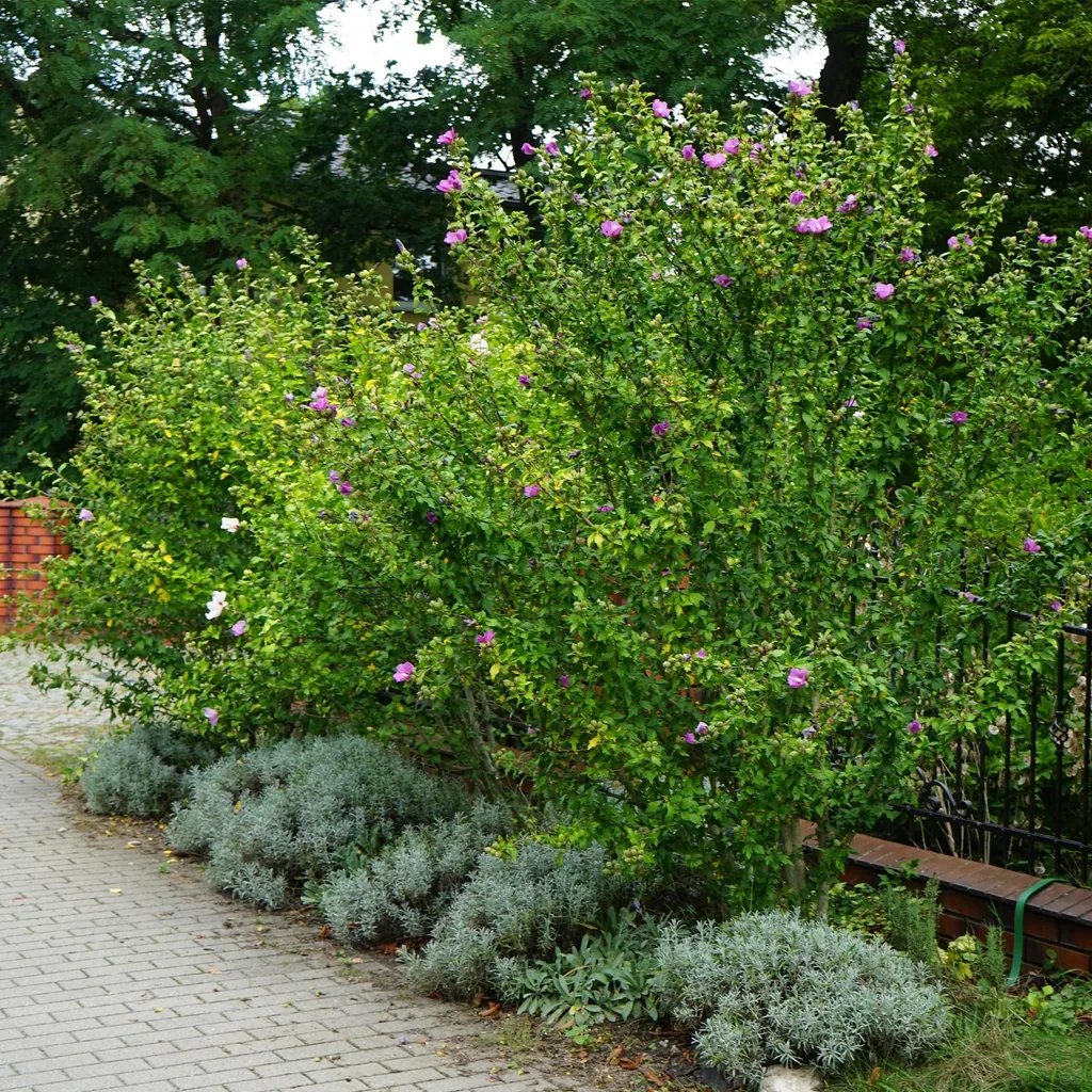 Garteneibisch 'Woodbridge' 3er-Set (Hibiscus syriacus) – winterharter Blütenstrauch, Topf-Ø 17 cm, Höhe ca. 45 cm