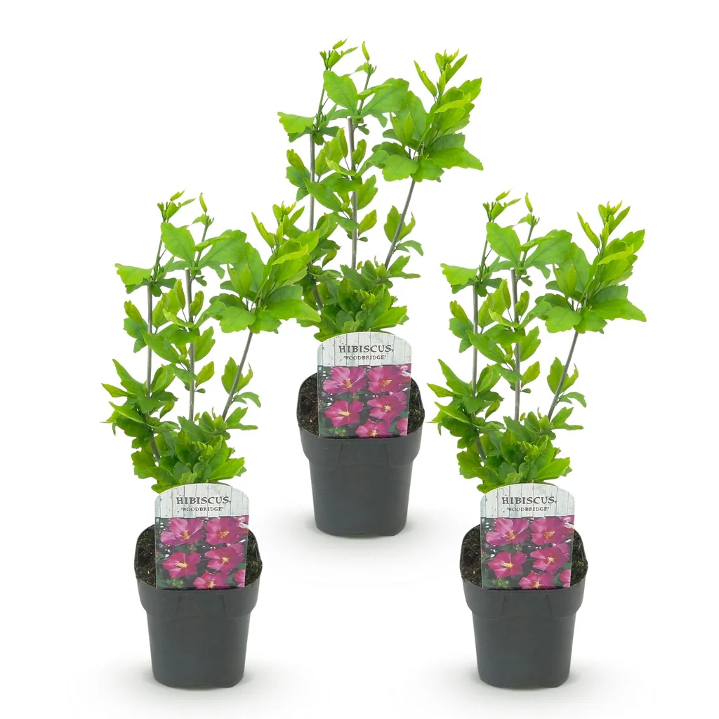 Garteneibisch 'Woodbridge' 3er-Set (Hibiscus syriacus) – winterharter Blütenstrauch, Topf-Ø 17 cm, Höhe ca. 45 cm