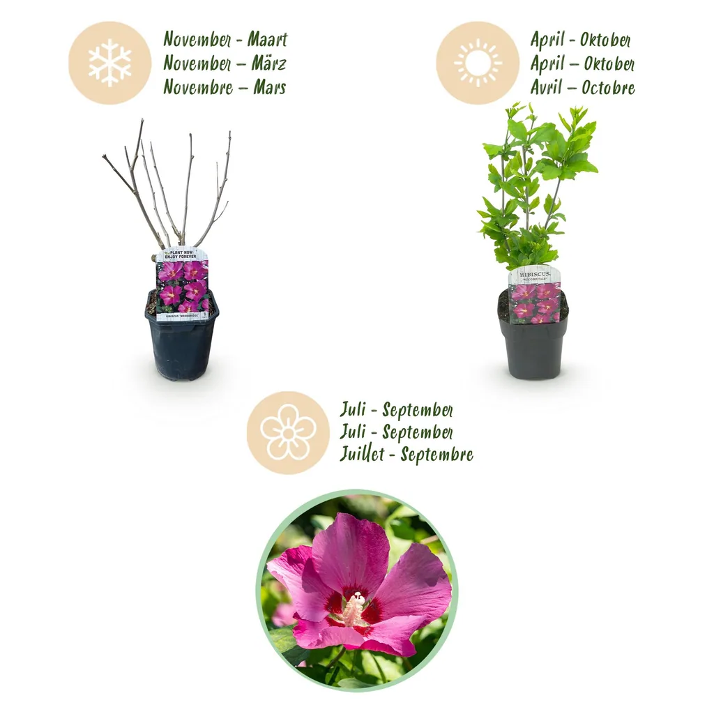 Garteneibisch 'Woodbridge' 3er-Set (Hibiscus syriacus) – winterharter Blütenstrauch, Topf-Ø 17 cm, Höhe ca. 45 cm