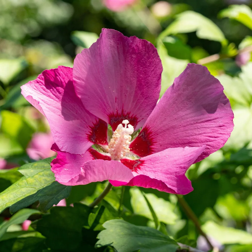 Garteneibisch 'Woodbridge' 3er-Set (Hibiscus syriacus) – winterharter Blütenstrauch, Topf-Ø 17 cm, Höhe ca. 45 cm