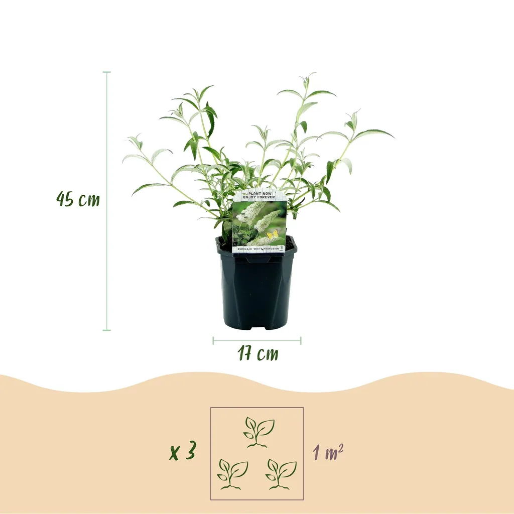 Schmetterlingsflieder 'White Profusion' 3er-Set (Buddleja davidii) – winterharter Blütenstrauch, Topf-Ø 17 cm, Höhe ca. 45 cm