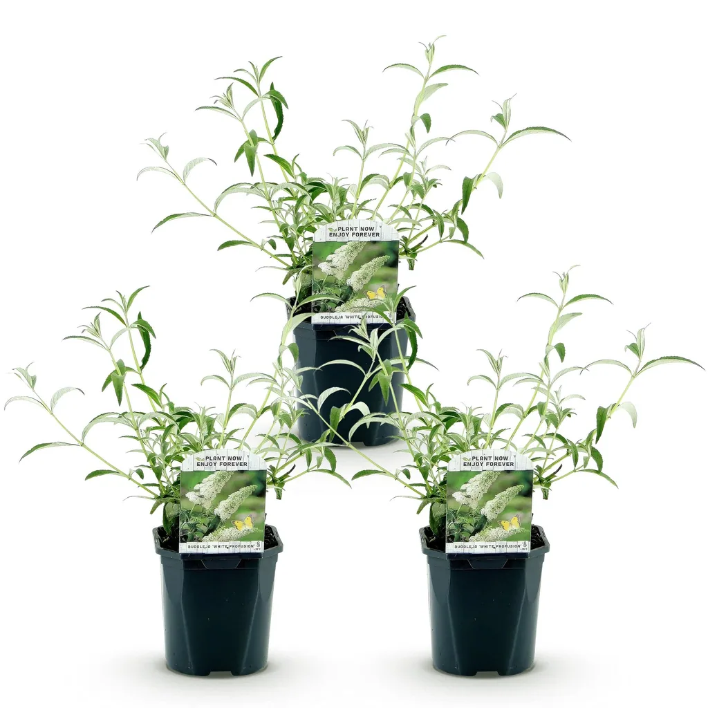 Schmetterlingsflieder 'White Profusion' 3er-Set (Buddleja davidii) – winterharter Blütenstrauch, Topf-Ø 17 cm, Höhe ca. 45 cm