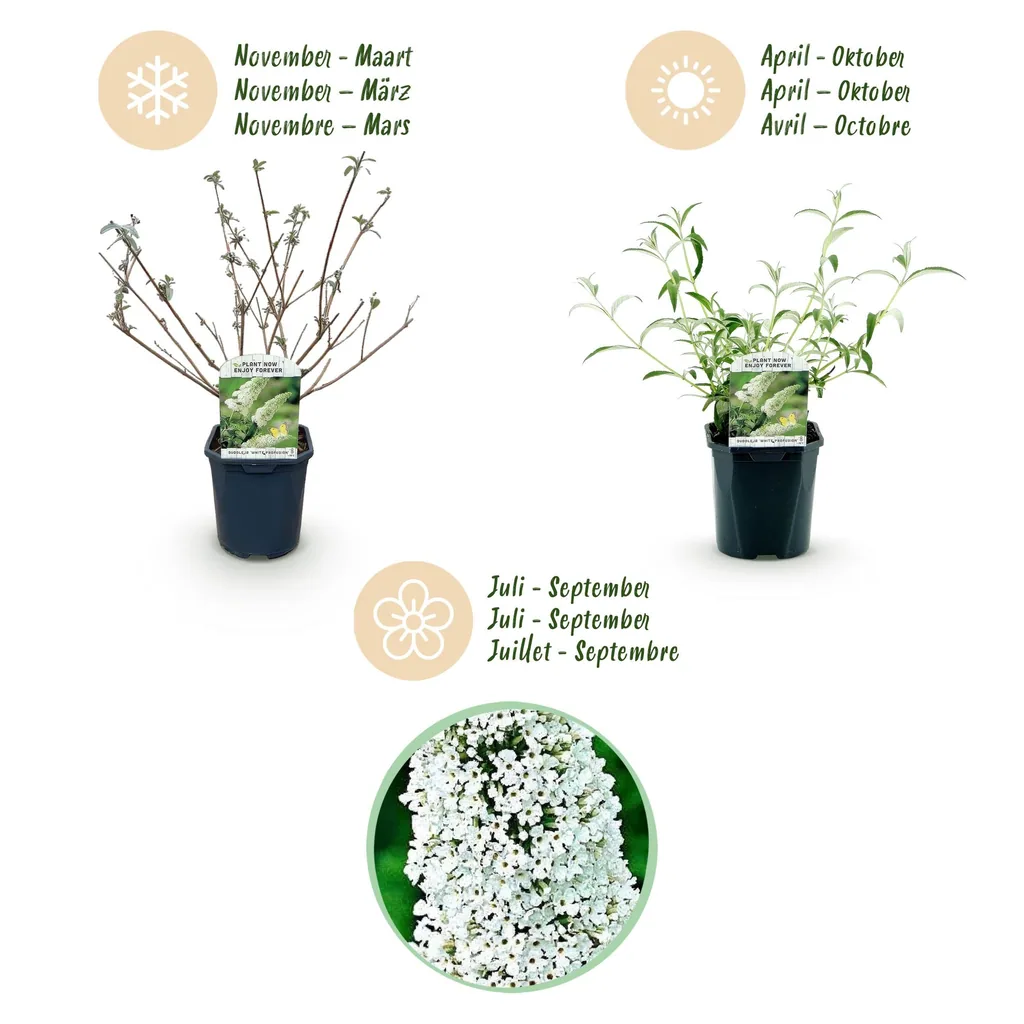 Schmetterlingsflieder 'White Profusion' 3er-Set (Buddleja davidii) – winterharter Blütenstrauch, Topf-Ø 17 cm, Höhe ca. 45 cm