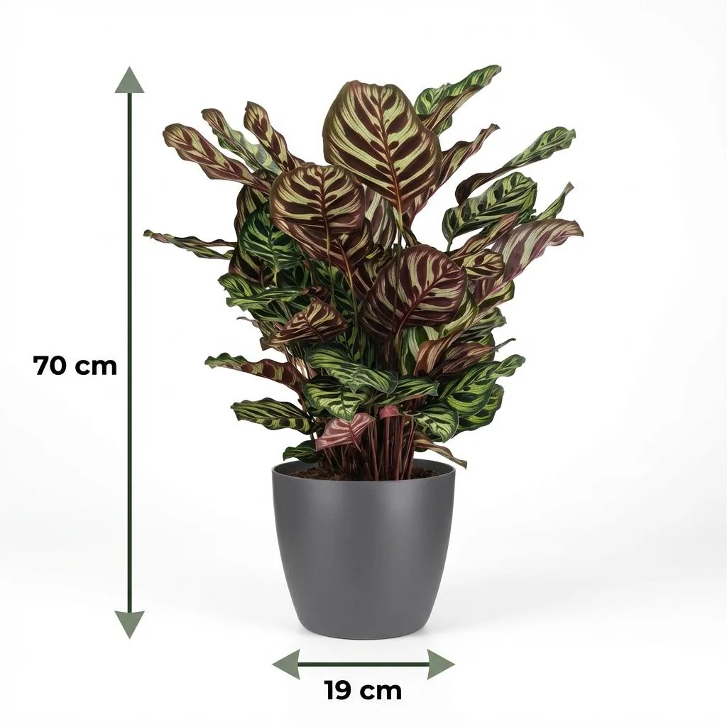 Pfauen-Korbmarante (Calathea makoyana) – pflegeleichte Zimmerpflanze, im Übertopf, Topf-Ø 19 cm, Höhe ca. 70 cm