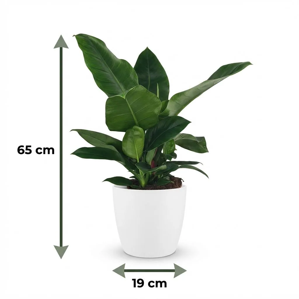 Zimmerpflanze - Philodendron - Philodendron Imperial Green - Grün - Pflegeleicht - 1 Pflanze - mit weißem Übertopf - Topf 19cm - Höhe 65cm