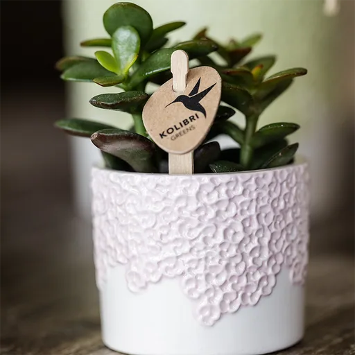 Kolibri Home | Bloom Ziertopf - Rosa - Topf-Ø 6 cm