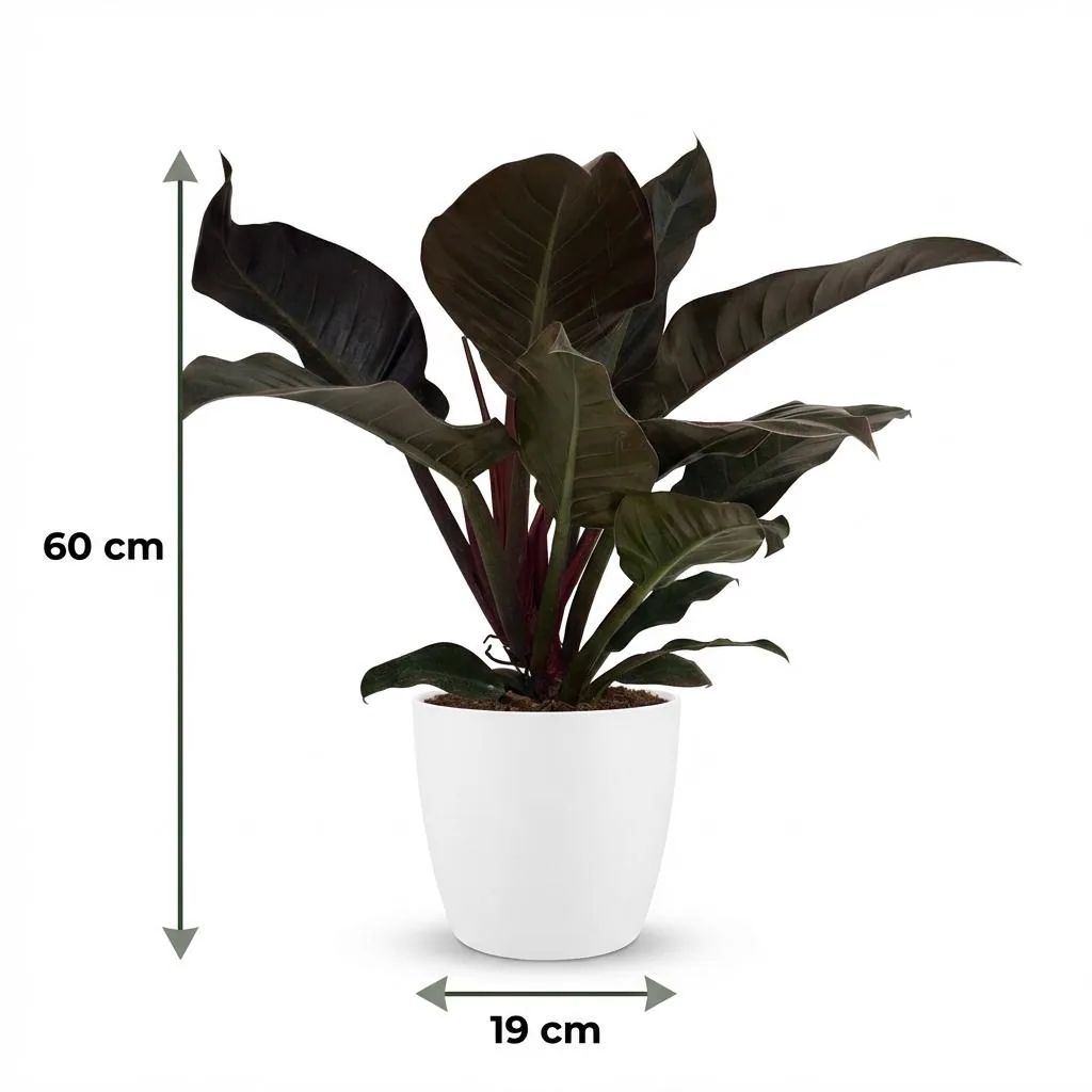 Baumfreund 'Imperial Red' (Philodendron) – pflegeleichte Zimmerpflanze, im Übertopf, Topf-Ø 19 cm, Höhe ca. 60 cm