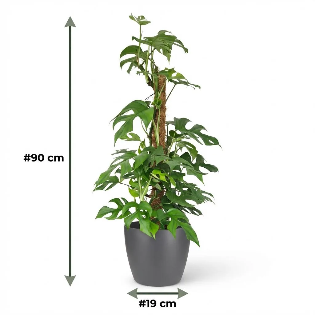 Kleines Fensterblatt grün (Monstera minima) – pflegeleichte Zimmerpflanze, am Moosstab, Topf-Ø 19 cm, Höhe ca. 90 cm