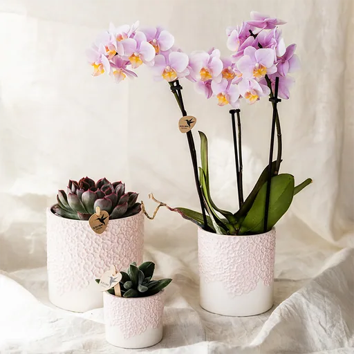 Kolibri Home | Bloom Ziertopf - Rosa - Topf-Ø 12 cm