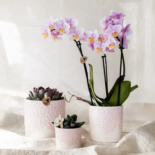 Kolibri Home | Bloom Ziertopf - Rosa - Topf-Ø 12 cm