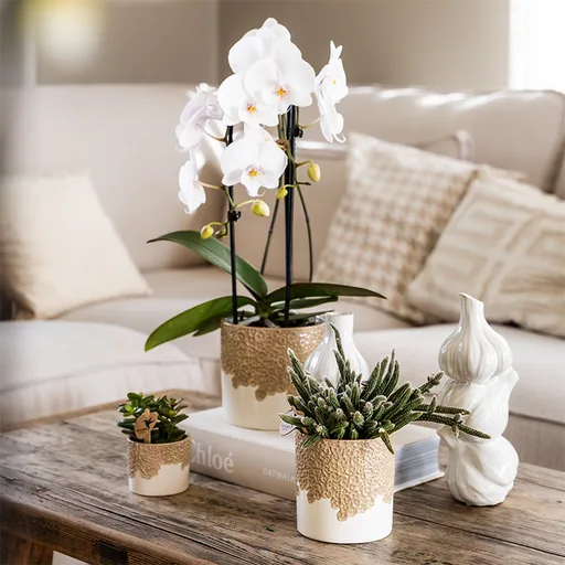 Kolibri Home | Bloom Ziertopf - Sand - Topf-Ø 6 cm
