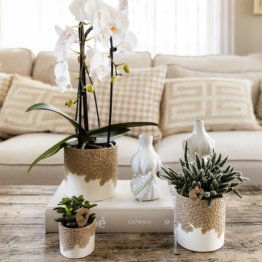 Kolibri Home | Bloom Ziertopf - Sand - Topf-Ø 6 cm
