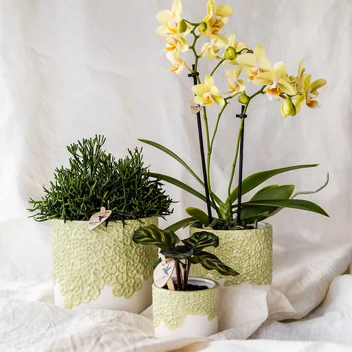 Kolibri Home | Bloom Ziertopf - Grün - Topf-Ø 6 cm