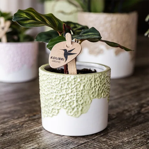 Kolibri Home | Bloom Ziertopf - Grün - Topf-Ø 6 cm