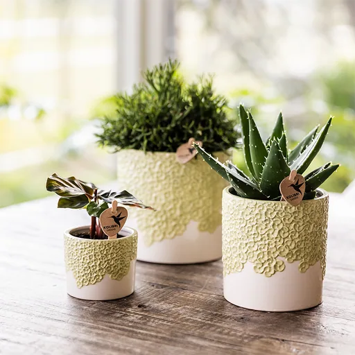 Kolibri Home | Bloom Ziertopf - Grün - Topf-Ø 12 cm