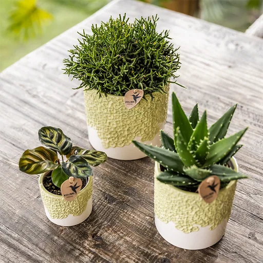 Kolibri Home | Bloom Ziertopf - Grün - Topf-Ø 12 cm