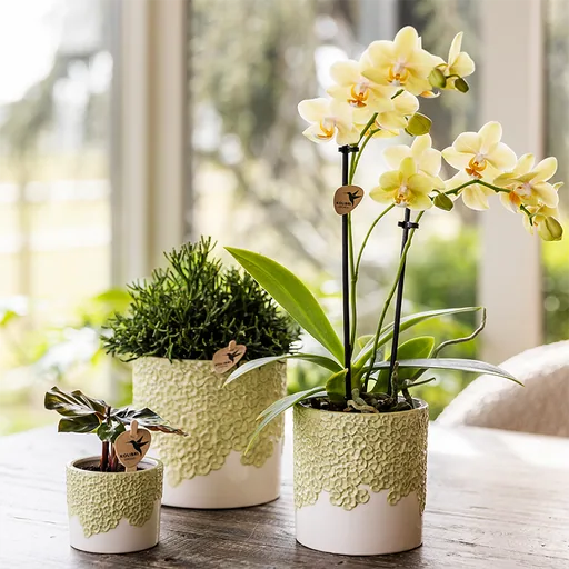 Kolibri Home | Bloom Ziertopf - Grün - Topf-Ø 12 cm