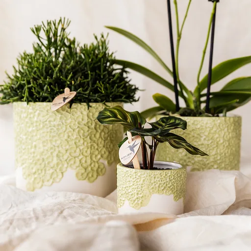 Kolibri Home | Bloom Ziertopf - Grün - Topf-Ø 12 cm