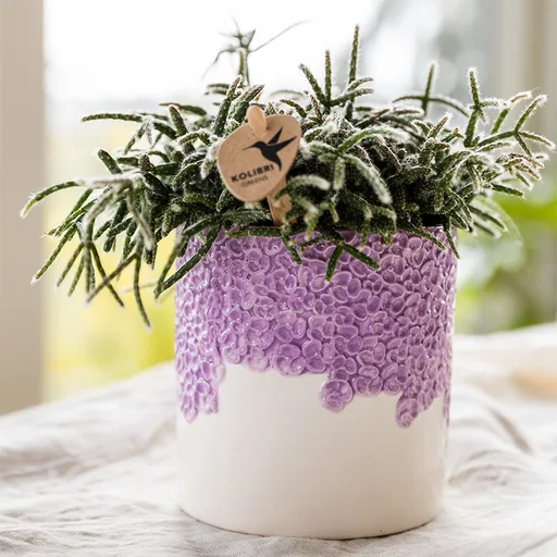 Kolibri Home | Bloom Ziertopf - Lila - Topf-Ø 6 cm