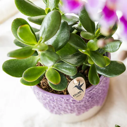 Kolibri Home | Bloom Ziertopf - Lila - Topf-Ø 6 cm