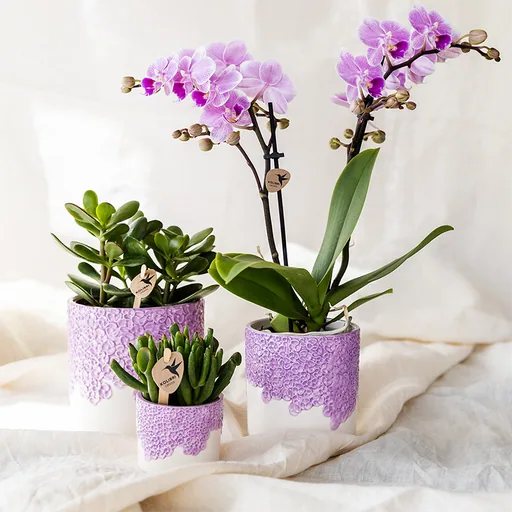 Kolibri Home | Bloom Ziertopf - Lila - Topf-Ø 9 cm