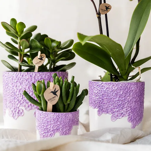 Kolibri Home | Bloom Ziertopf - Lila - Topf-Ø 9 cm