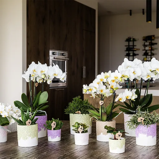 Kolibri Home | Bloom Ziertopf - Lila - Topf-Ø 12 cm