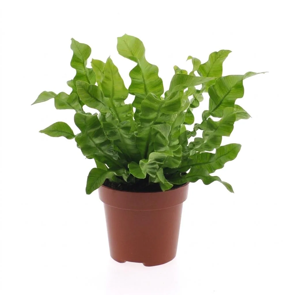 Streifenfarn 'Crispy Wave' (Asplenium) – pflegeleichte Zimmerpflanze, Topf-Ø 12 cm, Höhe ca. 30 cm