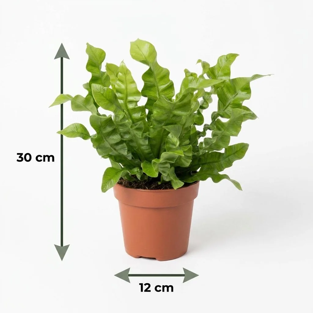 Streifenfarn 'Crispy Wave' (Asplenium) – pflegeleichte Zimmerpflanze, Topf-Ø 12 cm, Höhe ca. 30 cm