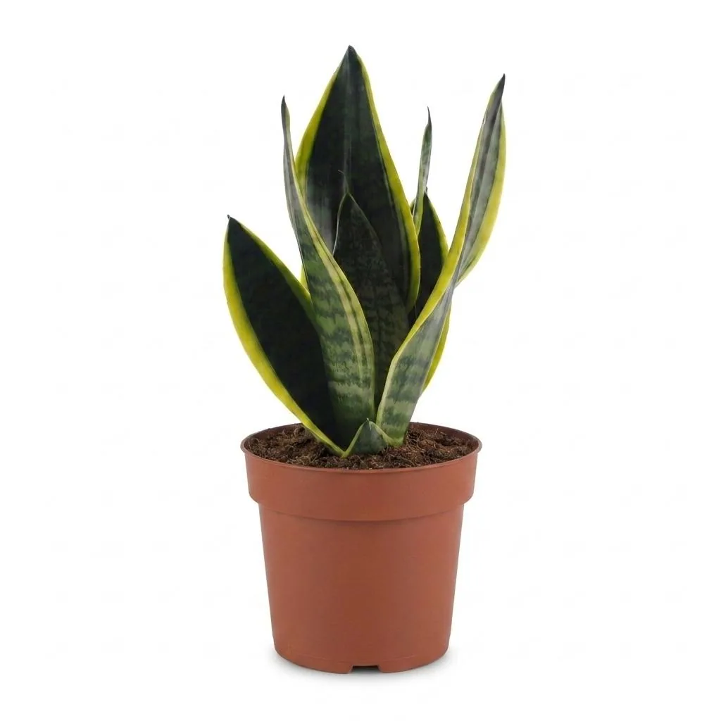Bogenhanf 'Future Superb' (Sansevieria) – pflegeleichte Zimmerpflanze, Topf-Ø 12 cm, Höhe ca. 35 cm