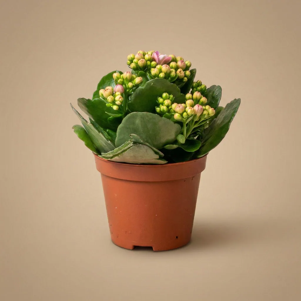 Flammendes Käthchen 3er-Set (Kalanchoe blossfeldiana) – pflegeleichte Zimmerpflanze, Höhe ca. 7 cm