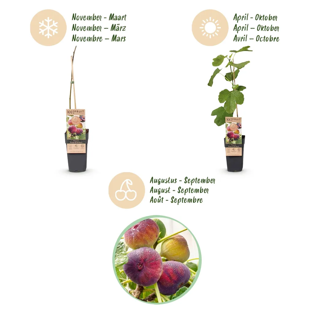 Feige (Ficus carica) – winterharte Obstpflanze, Höhe ca. 15 cm