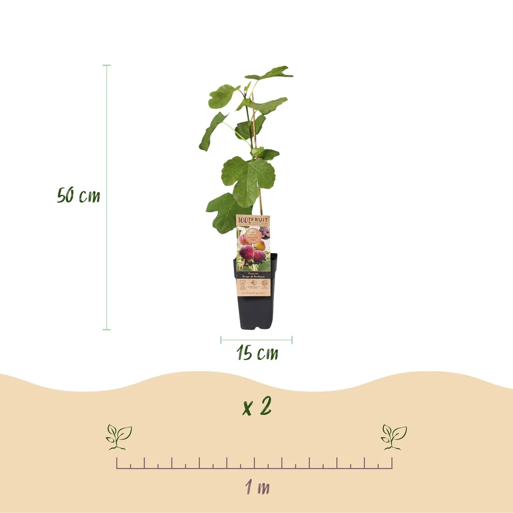 Feige (Ficus carica) – winterharte Obstpflanze, Höhe ca. 15 cm