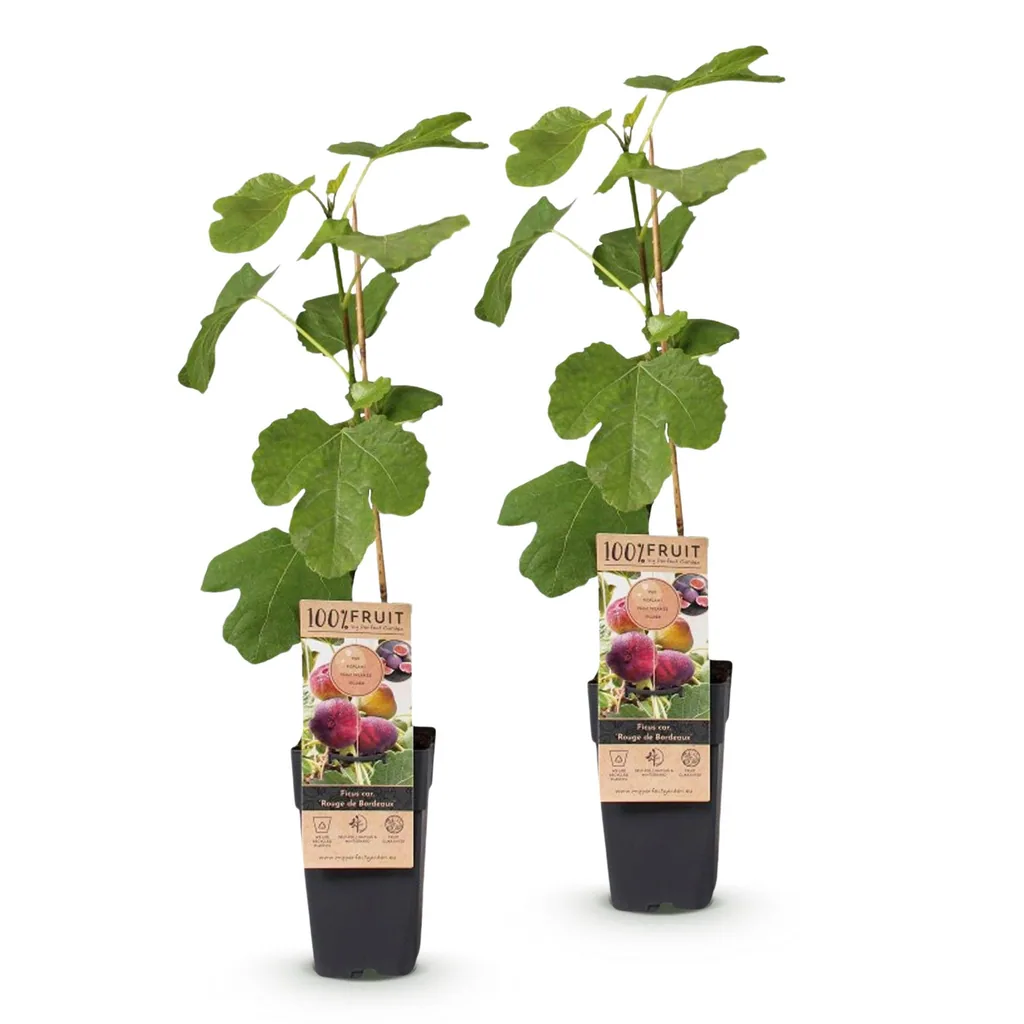 Feige (Ficus carica) – winterharte Obstpflanze, Höhe ca. 15 cm