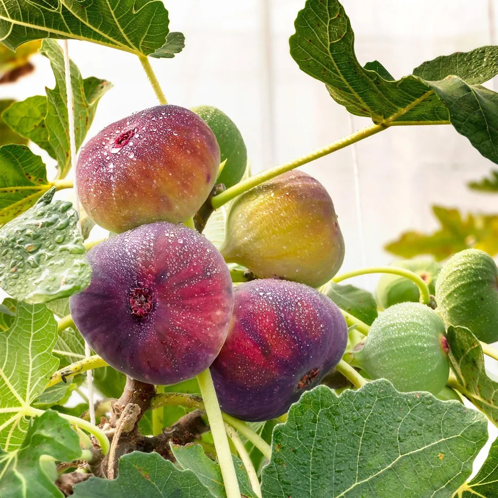 Feige (Ficus carica) – winterharte Obstpflanze, Höhe ca. 15 cm