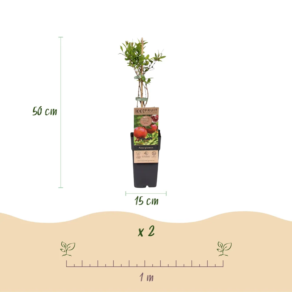 Granatapfel 2er-Set (Punica granatum) – mediterrane Kübelpflanze, Topf-Ø 15 cm, Höhe ca. 50 cm